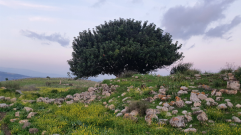 תמונה30.png