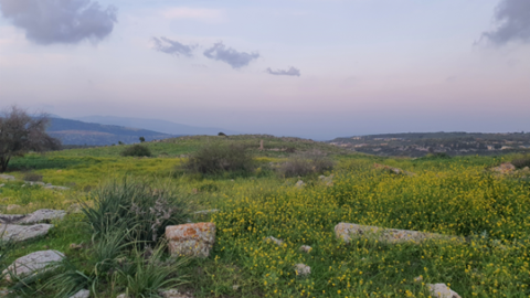 תמונה31.png